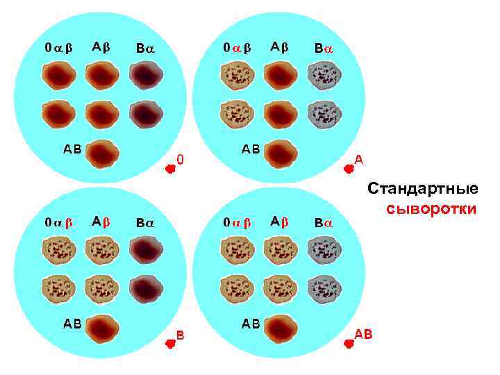 Стандартные  сыворотки 
