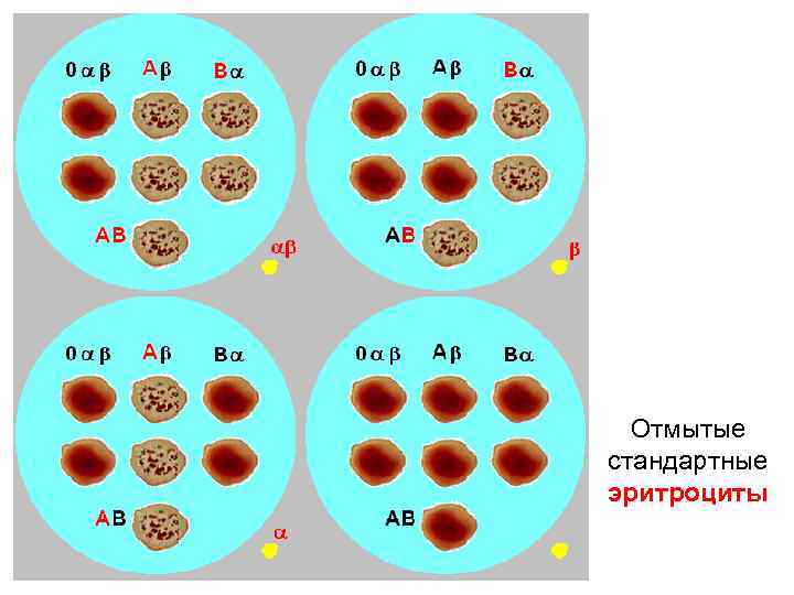  Отмытые стандартные эритроциты 