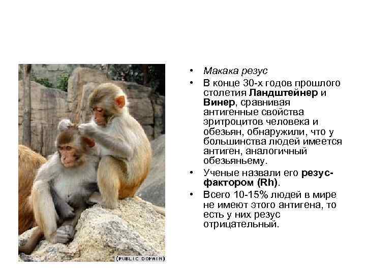 • Макака резус  • В конце 30 х годов прошлого  столетия