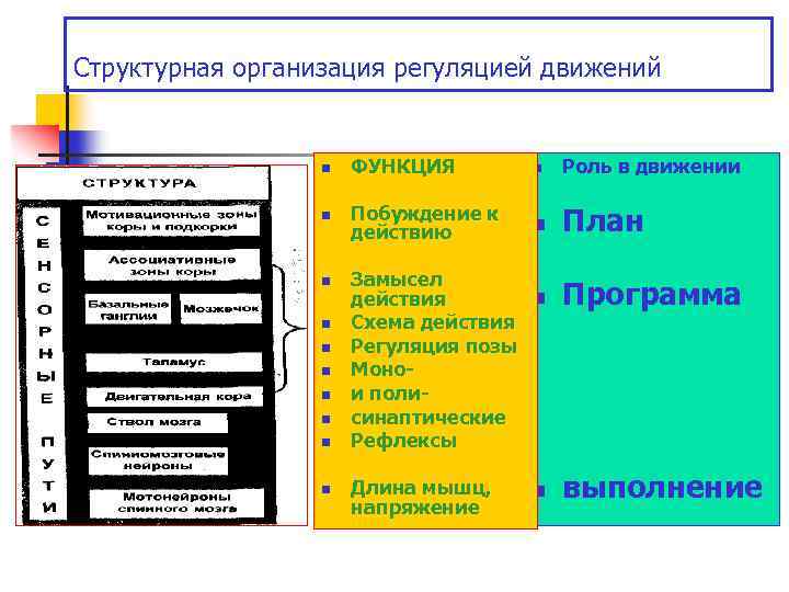 Структурная организация регуляцией движений n ФУНКЦИЯ n Роль в движении n Побуждение к действию