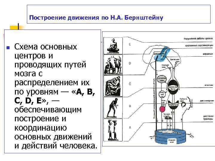 Построение движения по H. A. Бернштейну n Схема основных центров и проводящих путей мозга