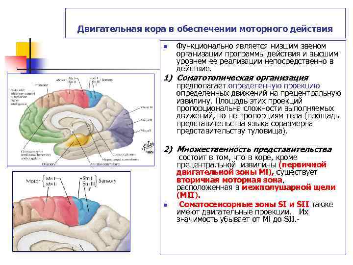 Двигательная кора в обеспечении моторного действия n Функционально является низшим звеном организации программы действия