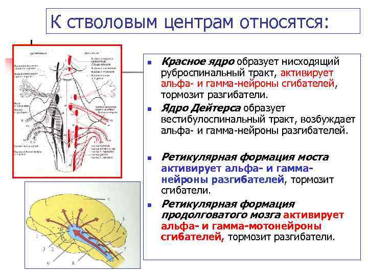 К стволовым центрам относятся: n n Красное ядро образует нисходящий руброспинальный тракт, активирует альфа