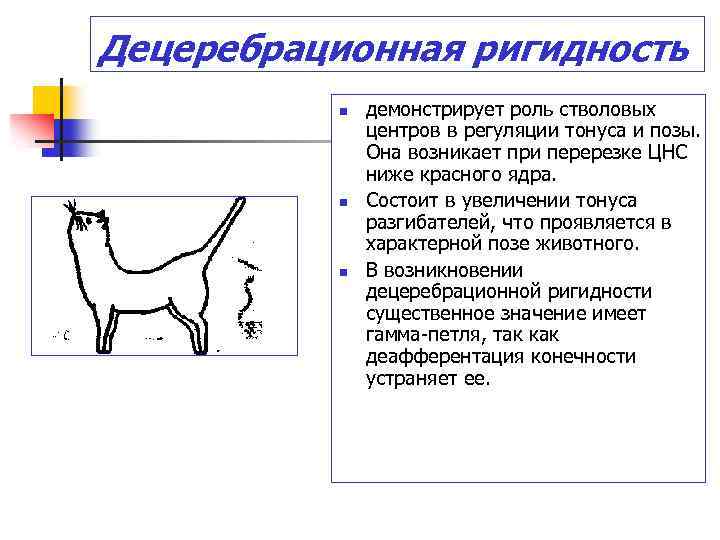 Децеребрационная ригидность n n n демонстрирует роль стволовых центров в регуляции тонуса и позы.