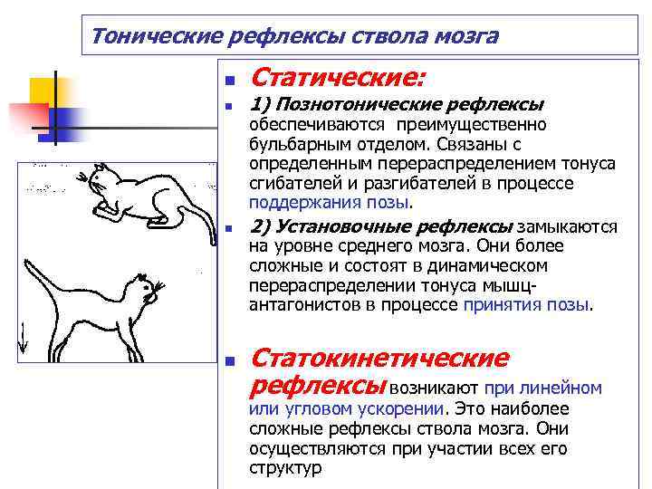 Тонические рефлексы ствола мозга n Статические: n 1) Познотонические рефлексы n n обеспечиваются преимущественно