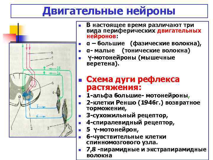 Поражения центрального двигательного нейрона