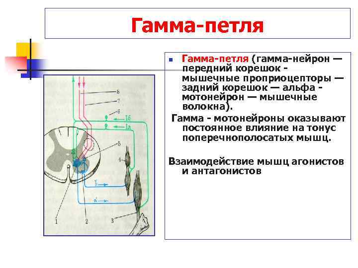 Схема спинальных механизмов регуляции мышечного тонуса с каналами обратной связи