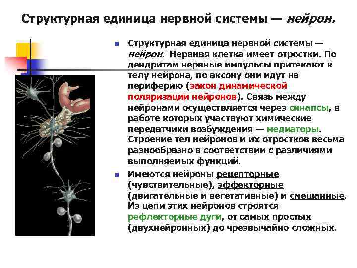 Структурная единица нервной системы