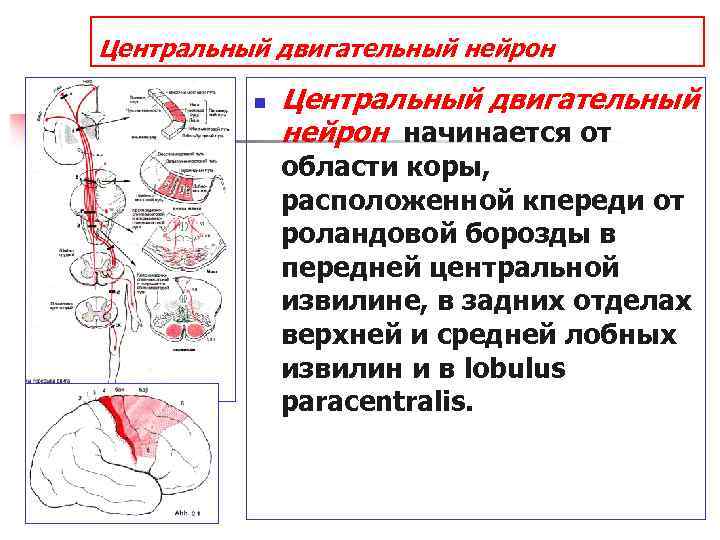 Центральный двигательный нейрон n Центральный двигательный нейрон начинается от области коры, расположенной кпереди от