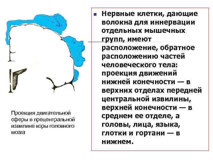 n Проекция двигательной сферы в прецентральной извилине коры головного мозга Нервные клетки, дающие волокна