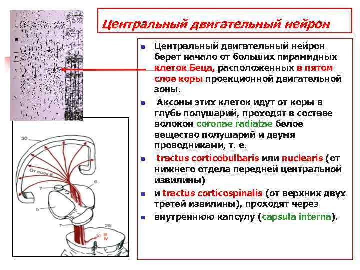 Поражения центрального двигательного нейрона