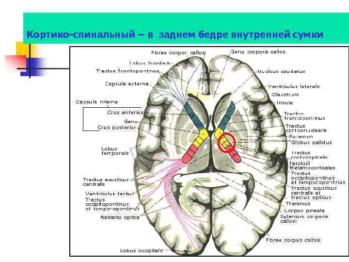 Кортико-спинальный – в заднем бедре внутренней сумки 