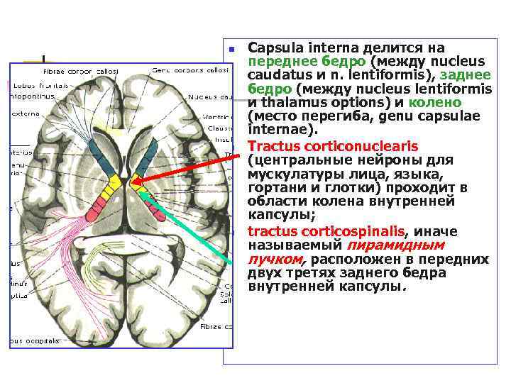 n n n Capsula interna делится на переднее бедро (между nucleus caudatus и n.