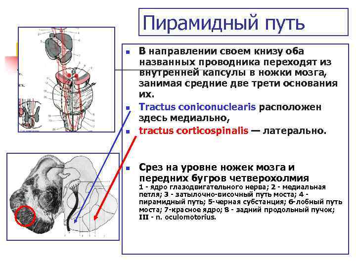 Пирамидный путь n n В направлении своем книзу оба названных проводника переходят из внутренней