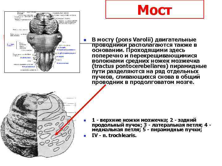 Мост n n n В мосту (pons Varolii) двигательные проводники располагаются также в основании.