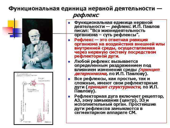 Функциональная единица нервной деятельности — рефлекс n n n Функциональная единица нервной деятельности —