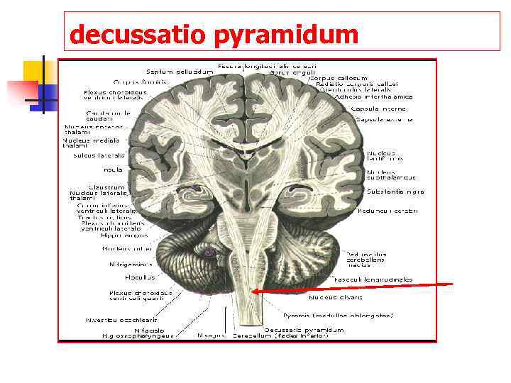 decussatio pyramidum 