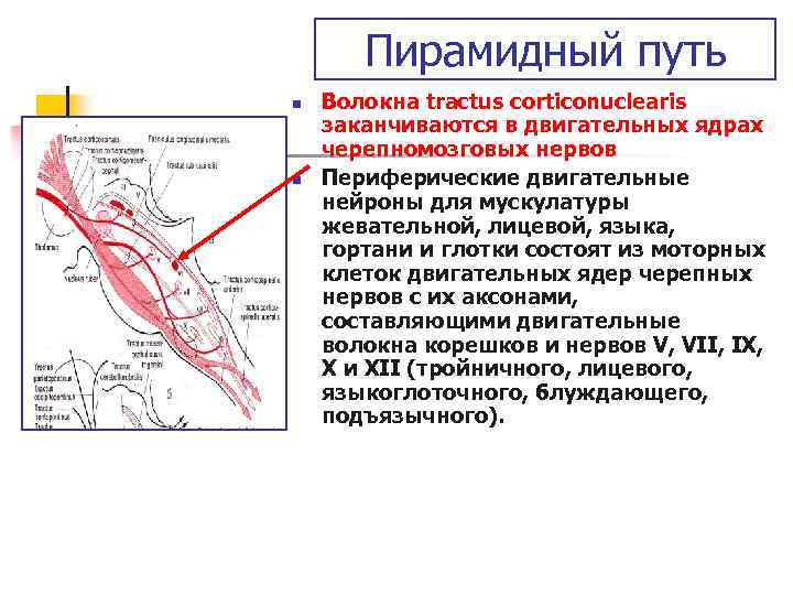 Пирамидный путь n n Волокна tractus corticonuclearis заканчиваются в двигательных ядрах черепномозговых нервов Периферические