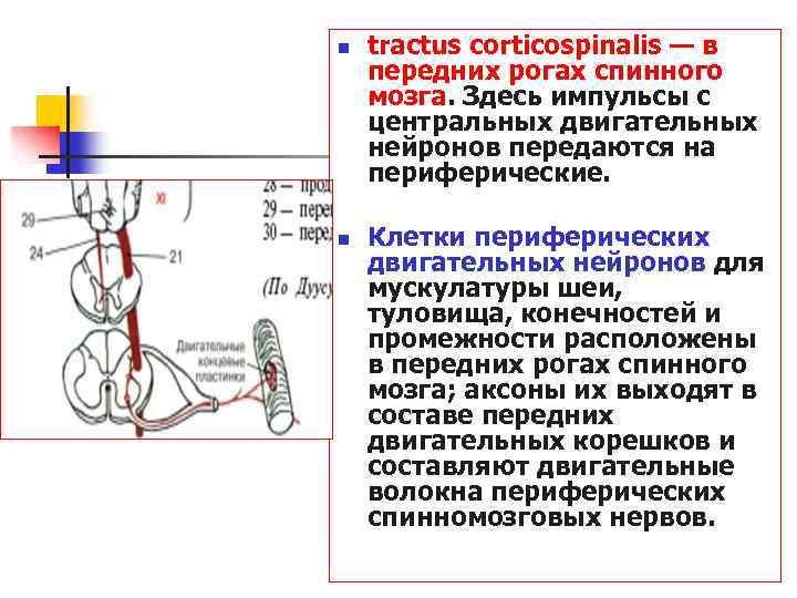 n n tractus corticospinalis — в передних рогах спинного мозга. Здесь импульсы с центральных