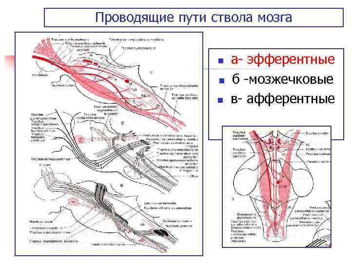 Проводящие пути ствола мозга n n n а эфферентные б мозжечковые в афферентные 