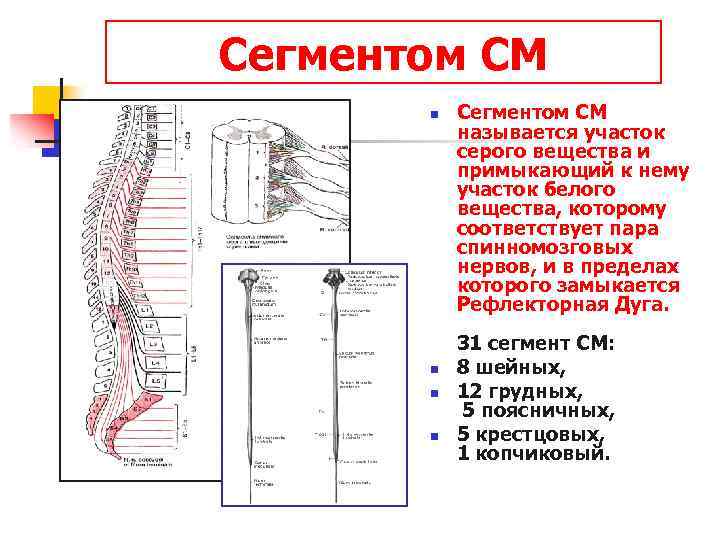 Сегментом СМ n n Сегментом СМ называется участок серого вещества и примыкающий к нему