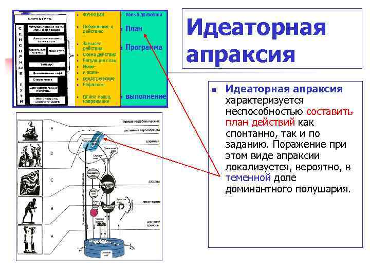 Идеаторная апраксия n Идеаторная апраксия характеризуется неспособностью составить план действий как спонтанно, так и