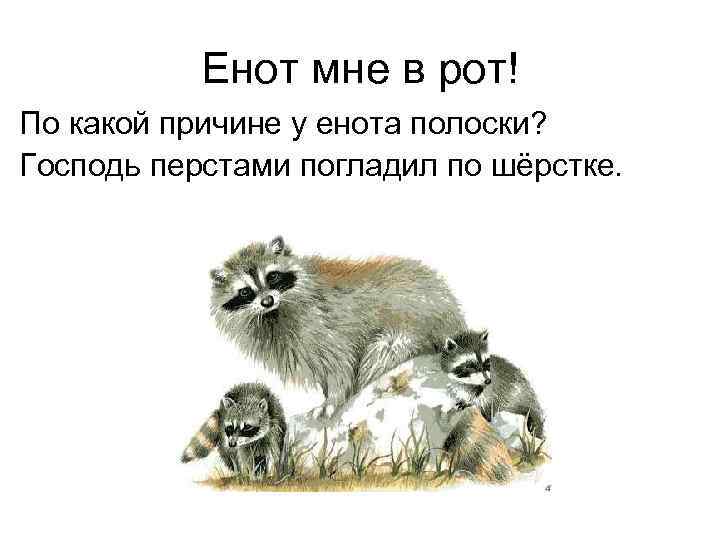   Енот мне в рот! По какой причине у енота полоски? Господь перстами