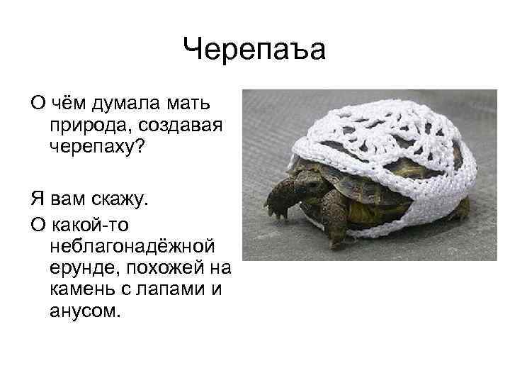     Черепаъа О чём думала мать  природа, создавая  черепаху?