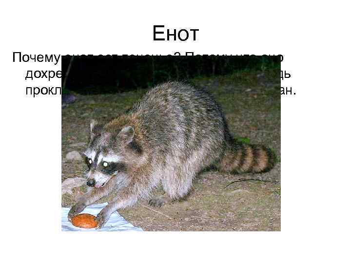     Енот Почему енот ест печенье? Потому что оно дохрена похоже