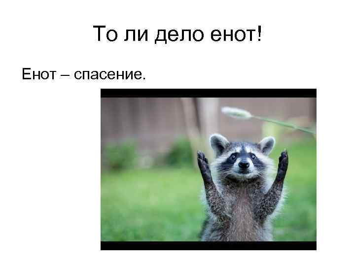    То ли дело енот! Енот – спасение. 