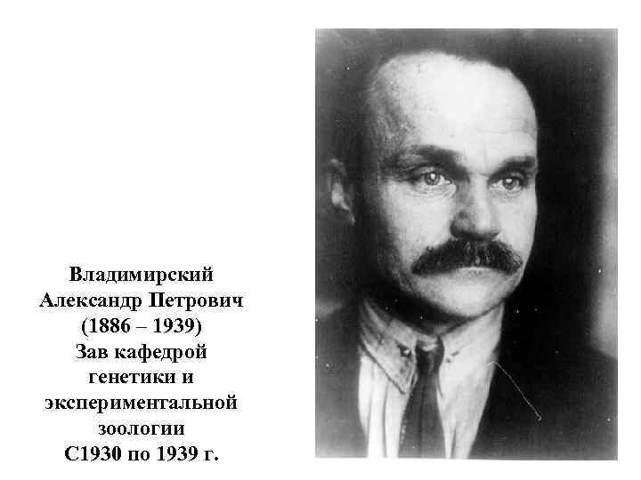 Владимирский Александр Петрович (1886 – 1939) Зав кафедрой генетики и экспериментальной зоологии С 1930