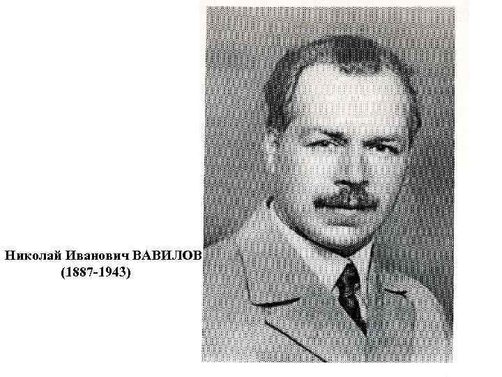 Николай Иванович ВАВИЛОВ (1887 -1943) 