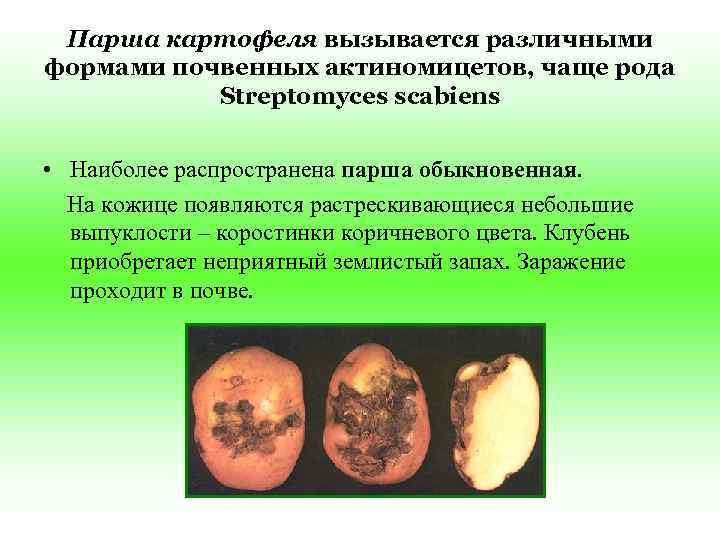  Парша картофеля вызывается различными формами почвенных актиномицетов, чаще рода  Streptomyces scabiens 