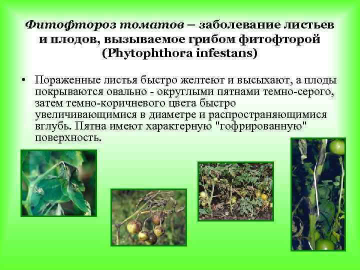 Фитофтороз томатов – заболевание листьев и плодов, вызываемое грибом фитофторой  (Phytophthora infestans) 