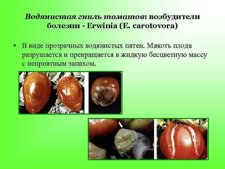   Водянистая гниль томатов: возбудители  болезни - Erwinia (Е. carotovora)  •