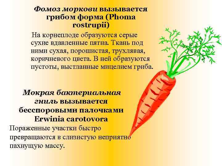  Фомоз моркови вызывается   грибом форма (Phoma    rostrupii) На