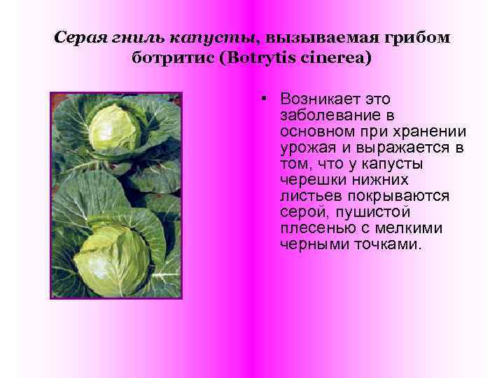 Серая гниль капусты, вызываемая грибом   ботритис (Botrytis cinerea)    