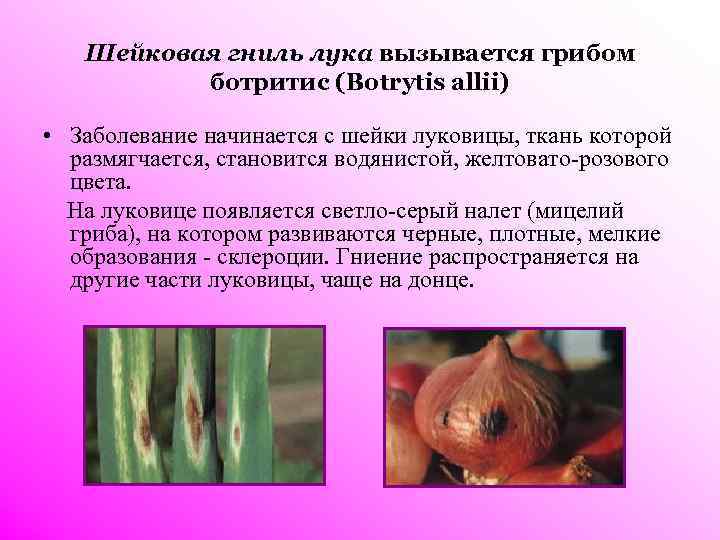   Шейковая гниль лука вызывается грибом  ботритис (Botrytis allii)  • Заболевание