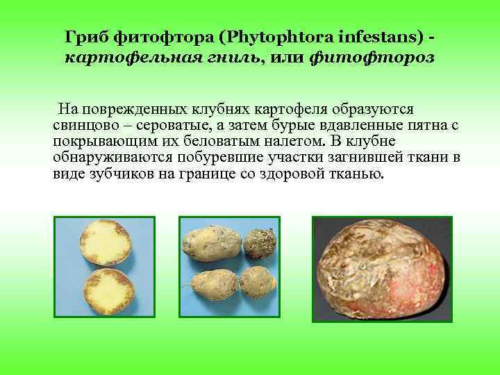   Гриб фитофтора (Phytophtora infestans) -   картофельная гниль, или фитофтороз 