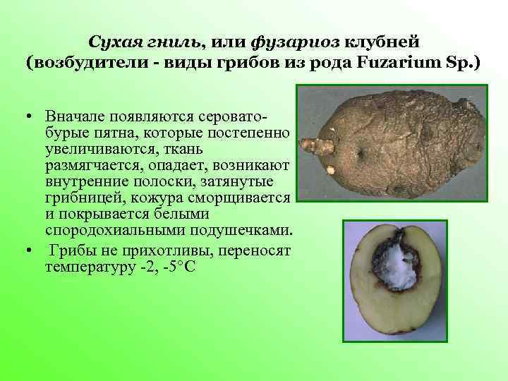  Сухая гниль, или фузариоз клубней (возбудители - виды грибов из рода Fuzarium Sp.