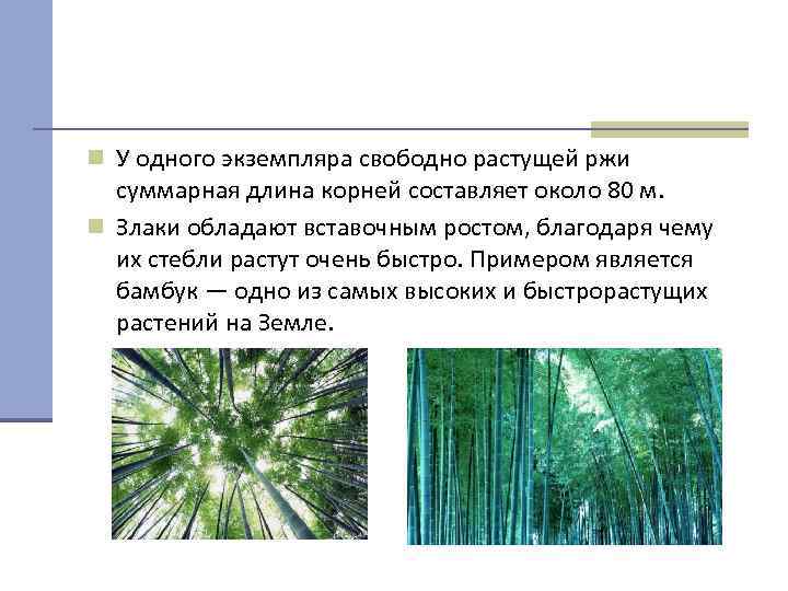 n У одного экземпляра свободно растущей ржи  суммарная длина корней составляет около 80