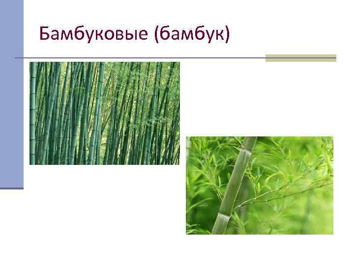Бамбуковые (бамбук) 