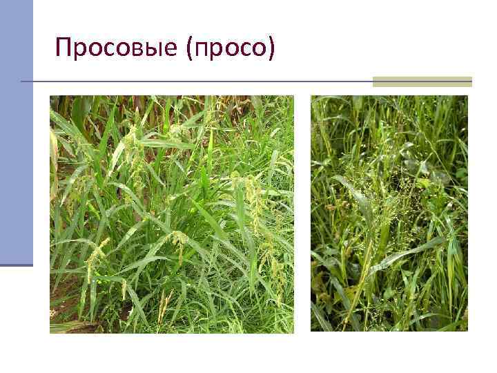Просовые (просо) 