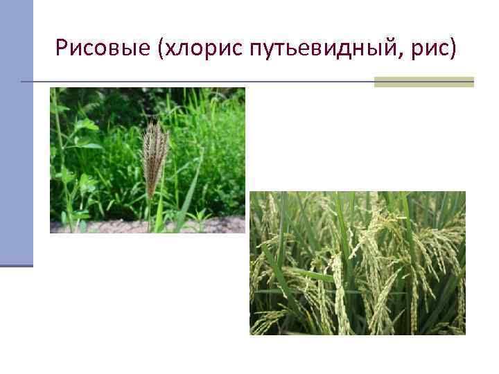 Рисовые (хлорис путьевидный, рис) 