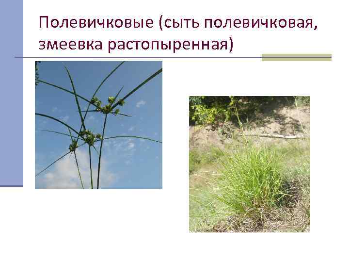 Полевичковые (сыть полевичковая,  змеевка растопыренная) 