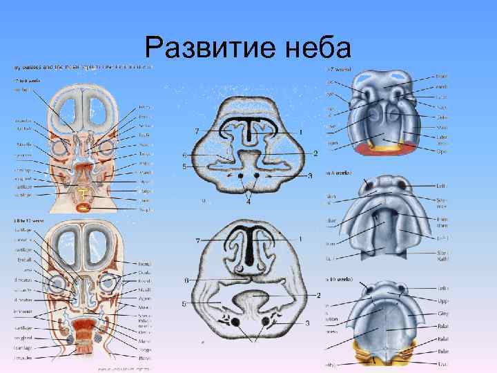 Развитие неба 