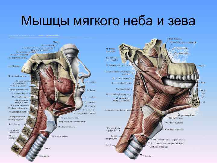 Мышцы мягкого неба и зева 