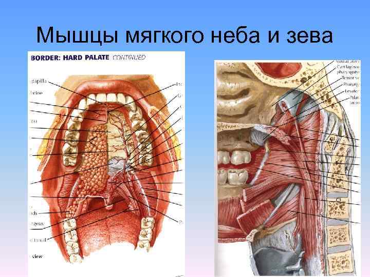 Что находится над