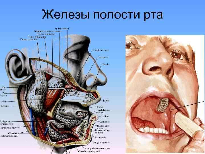 Строение полости рта человека фото