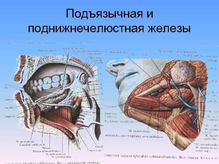 Строение полости рта человека фото